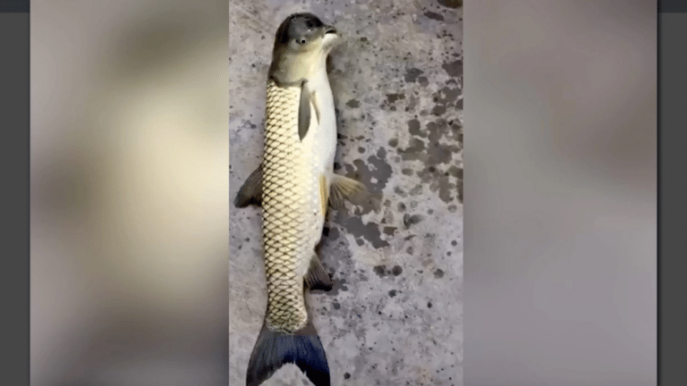 Encuentran pez con cara de pájaro en China