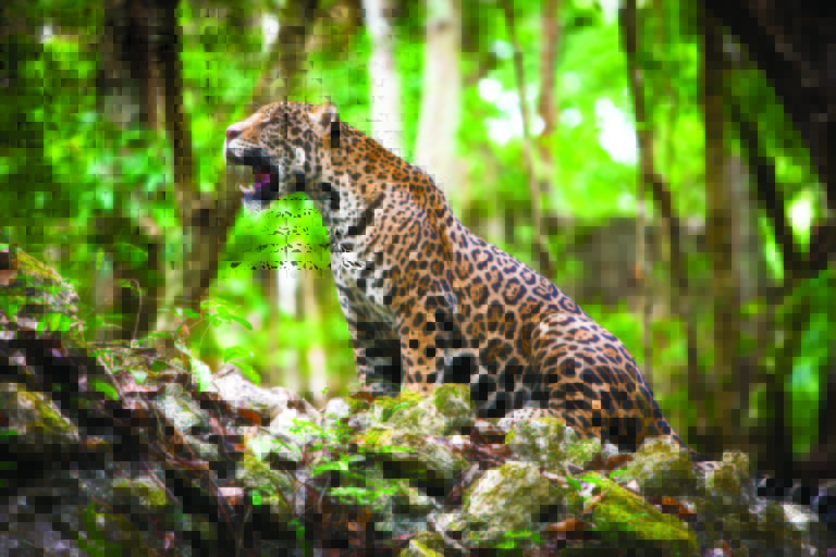 Crece 20% la población nacional del jaguar, pero sigue en peligro