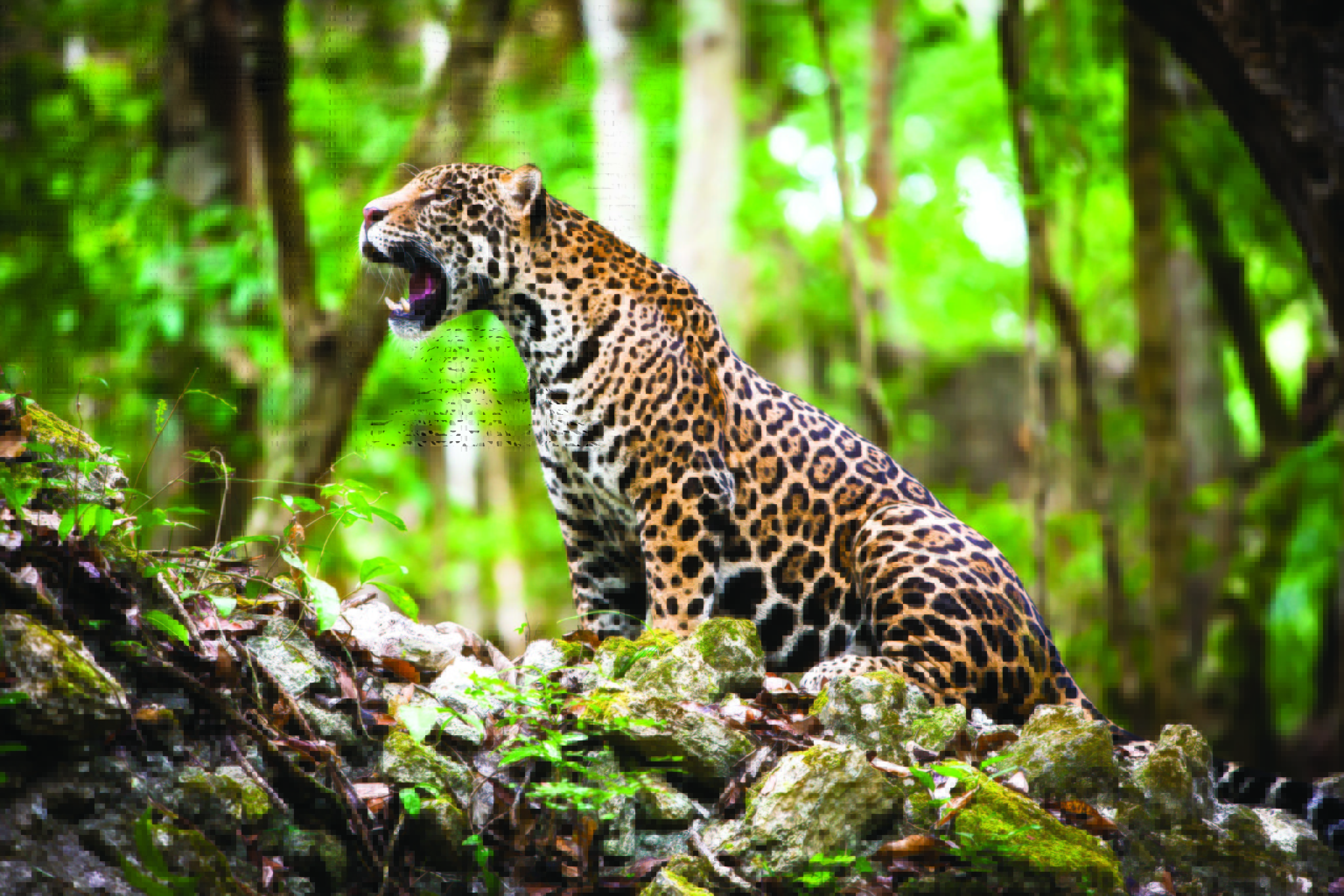 Tala y desmonte ilegal ponen en riesgo la vida del jaguar en el sureste mexicano