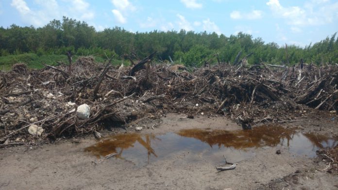 No bajaremos la guardia ante ecocidio en Puerto Morelos: Katherine Ender