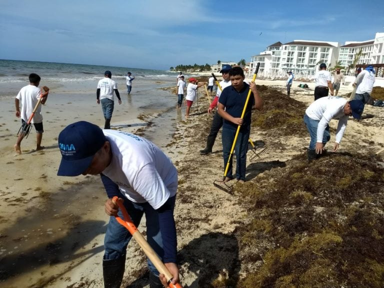 Aplica Q. Roo doble estrategia en combate al sargazo