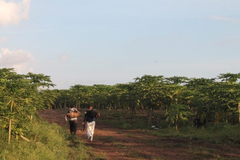 Alertan por caza furtiva en Lázaro Cárdenas