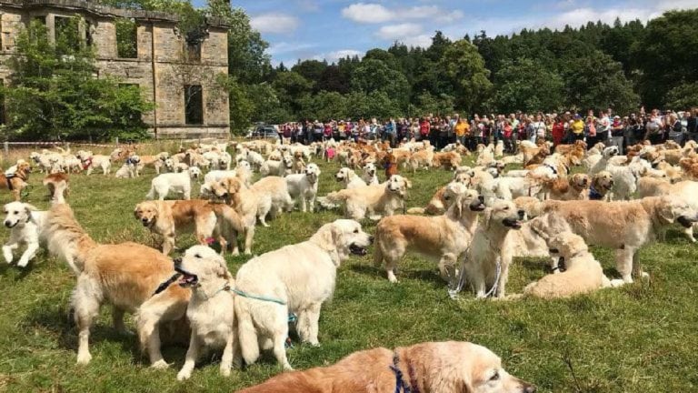 Cientos de golden retriever se reúnen para celebrar su aniversario