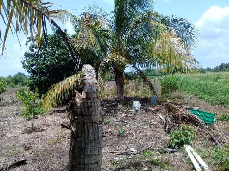 Plaga afecta cocoteros de Lázaro Cárdenas