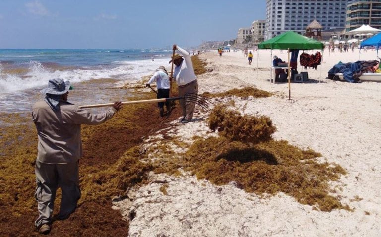 Recolectan sargazo a marchas forzadas en Cancún