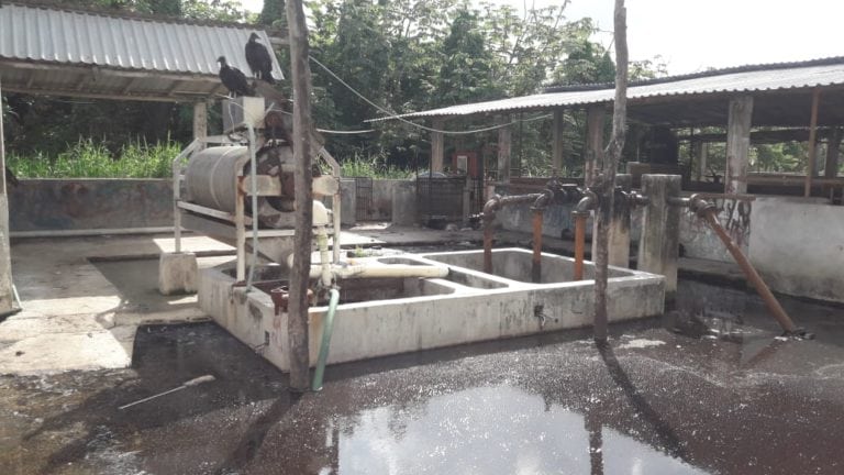 Contaminación de cenotes y manto freático pone en riesgo la salud de los cozumeleños