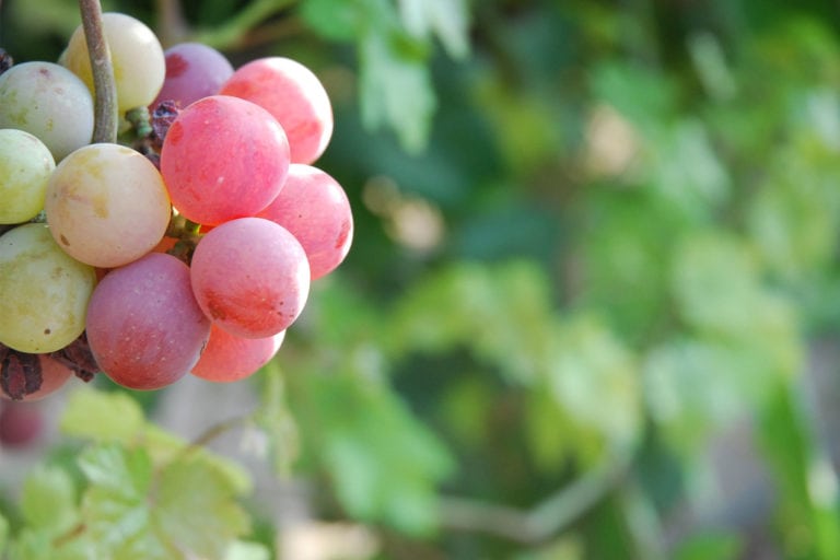 México celebra la vendimia con vinos de altura