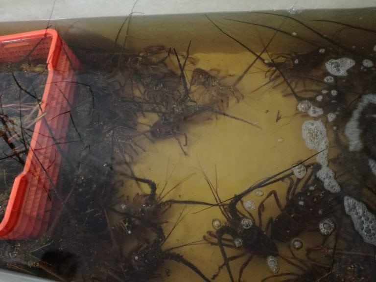 Langosteros tienen buena producción, pero sufren sargazo y precios bajos