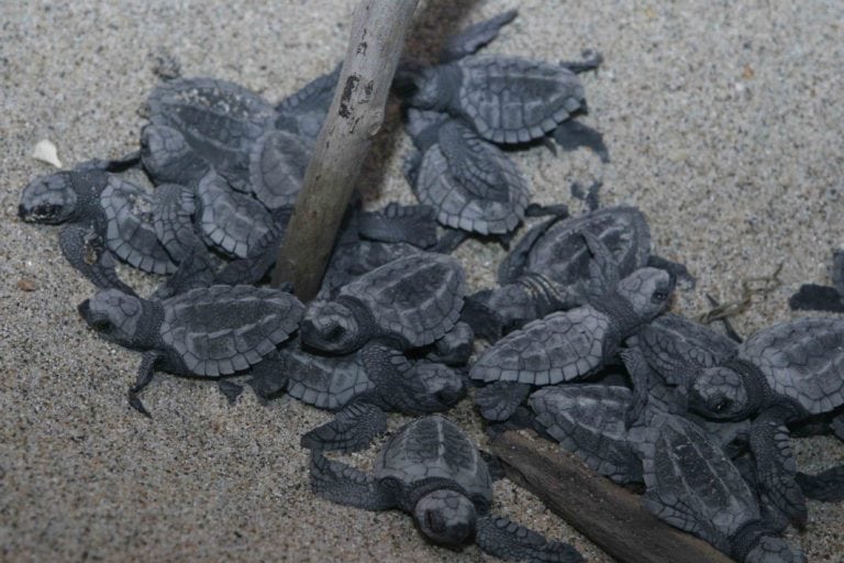Nidos de tortuga marina en riesgo por falta de vigilancia