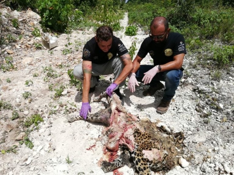 Atropellan a Jaguar y le “mochan” la cabeza y la cola como trofeo