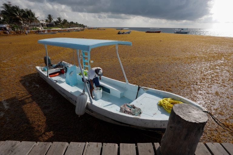Atienden impresionante arribo de sargazo en Puerto Morelos