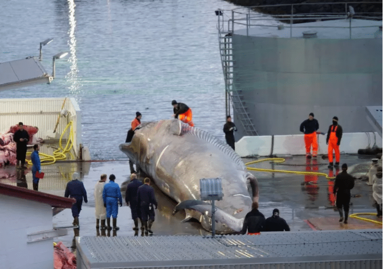 Matan a ballena azul y argumentan que “es un híbrido”