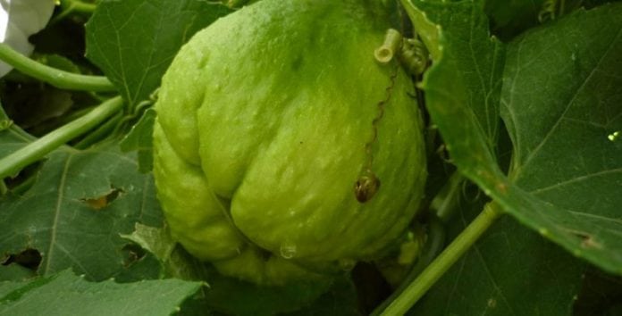 “súper chayote”