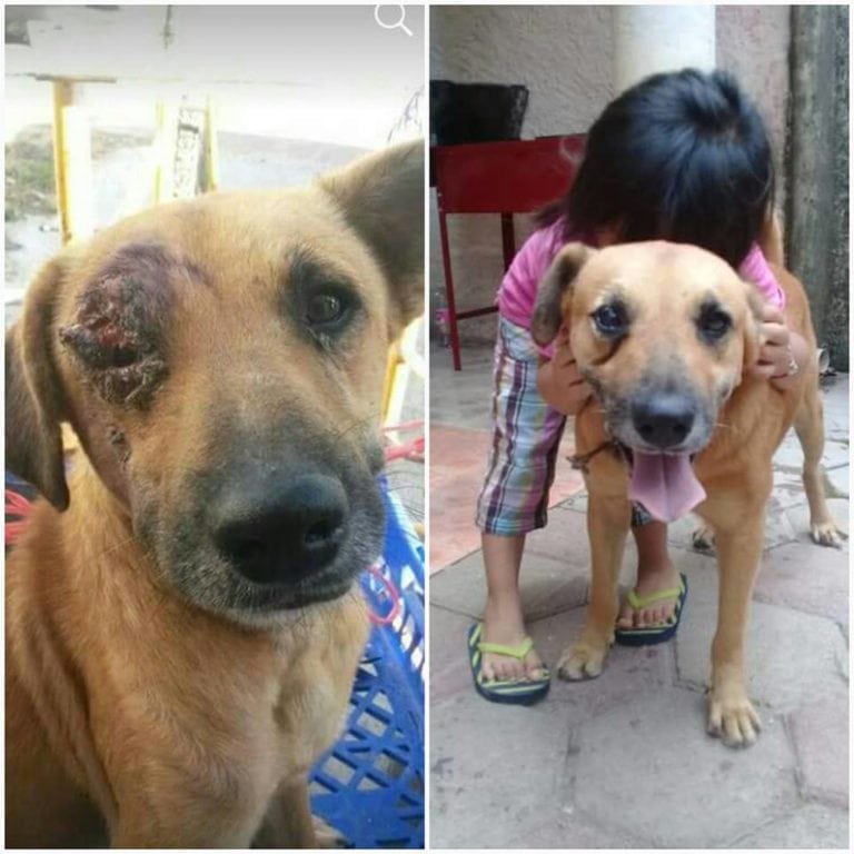 Perrito playense Bruster, busca compañero para llegar a Los Ángeles