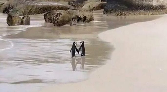 pingüinos enamorados