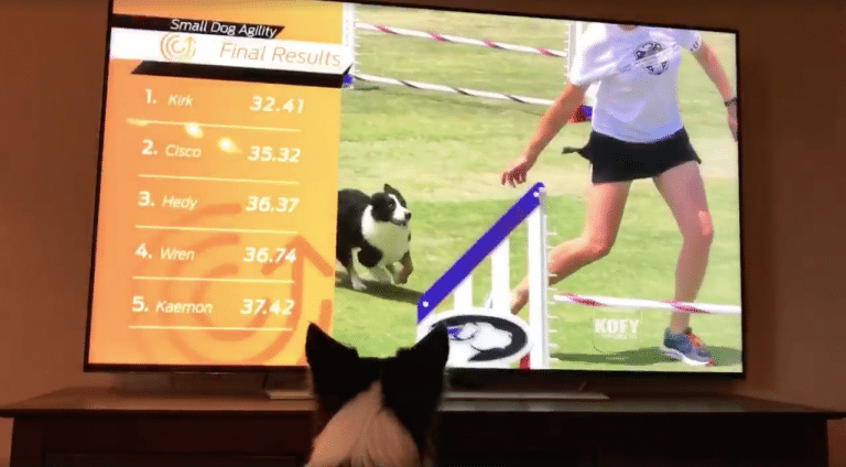 Video de perrita celebrando sus propias acrobacias se vuelve viral