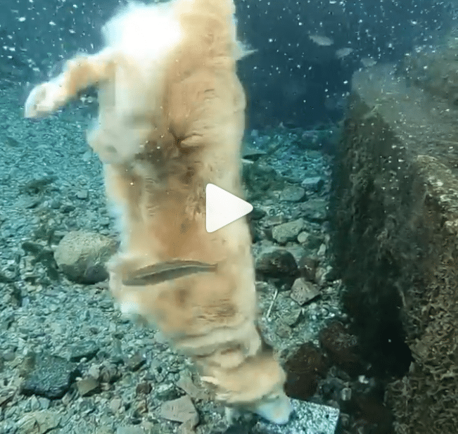 Video de perro buceador enamora en las redes sociales