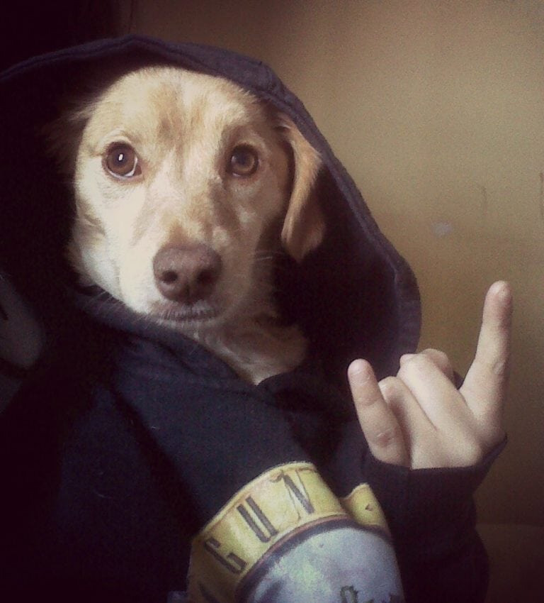 Marcha por los animales, metal y talleres, este fin de semana en Playa del Carmen