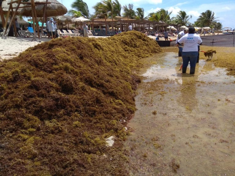 Invitan a sumar propuestas para el manejo de sargazo