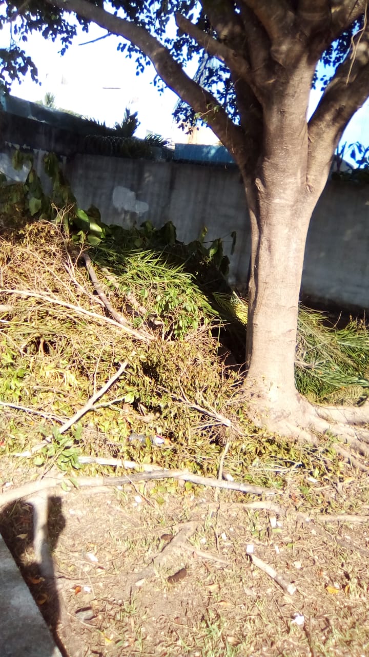 Denuncia ecologista que están matando árboles en el fraccionamiento Cataluña