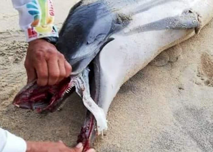 Por culpa de un pañal delfín muere a las orillas del mar