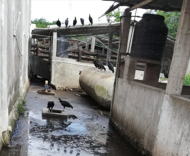 Persisten problemas en el rastro municipal de Cozumel