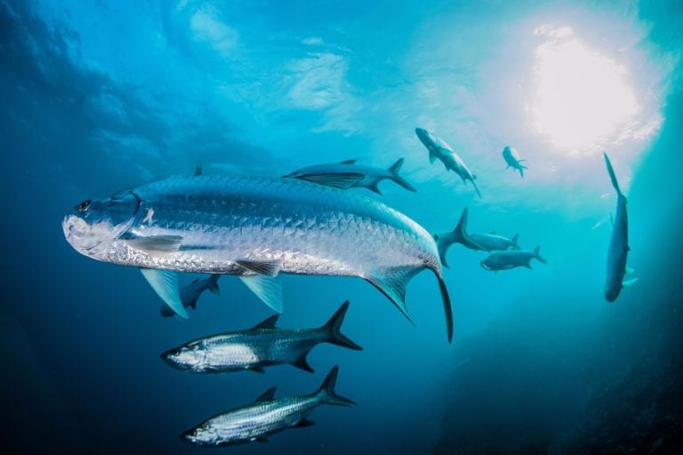 FPMC invita a la inauguración de exposición fotográfica “Encuentro con el arrecife mesoamericano. Una mirada a la profundidad de Cozumel”