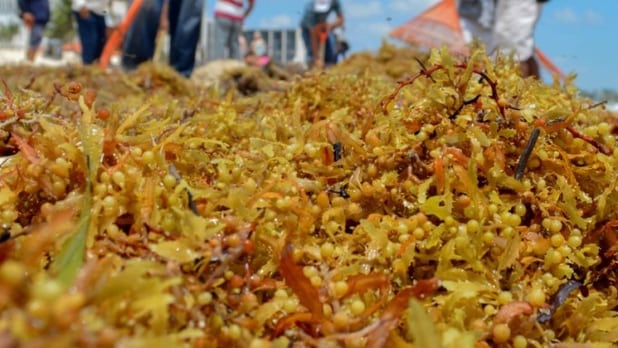 metros cúbicos de sargazo