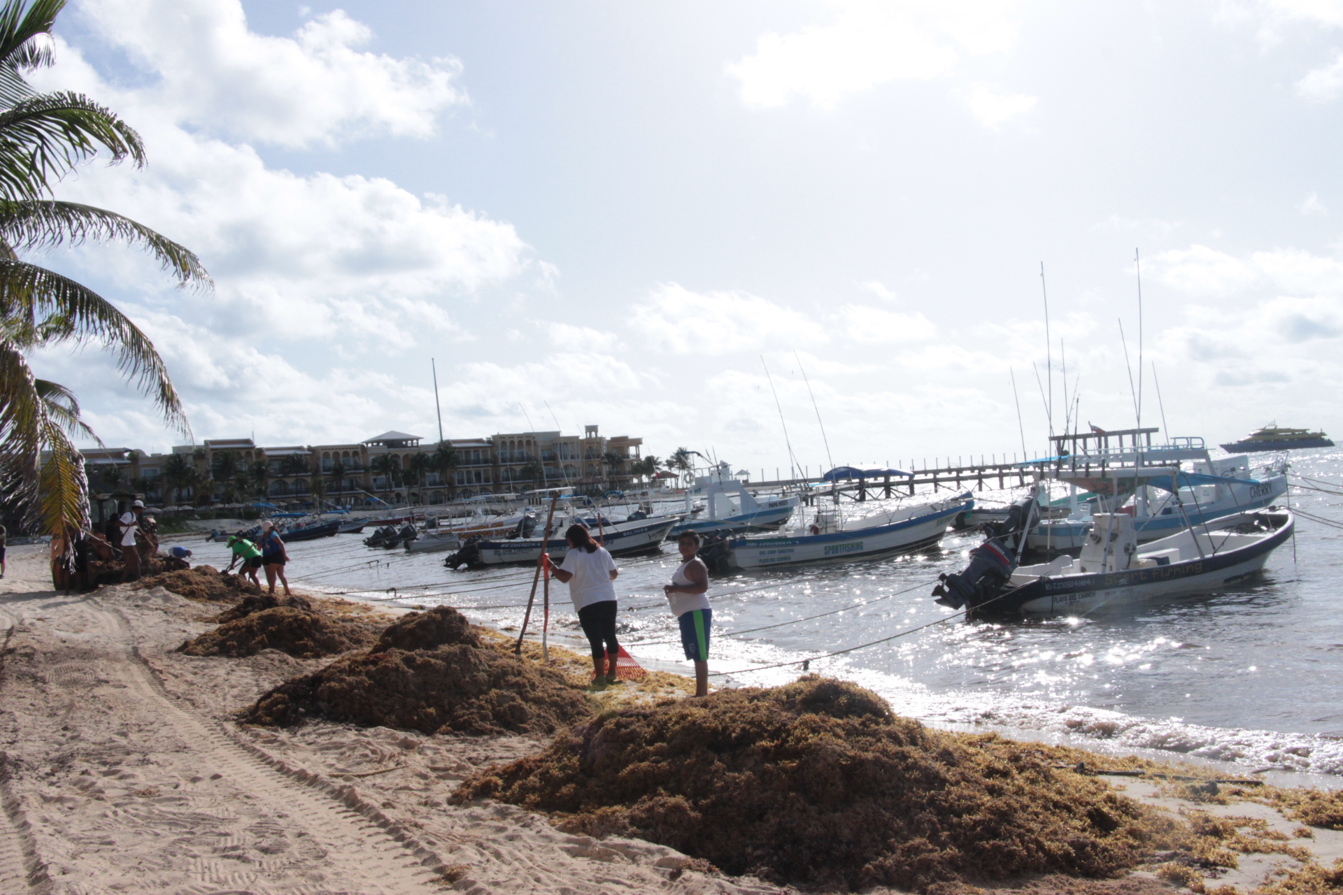 Descubre el método científico antisargazo que podría aplicarse en todas las costas del país