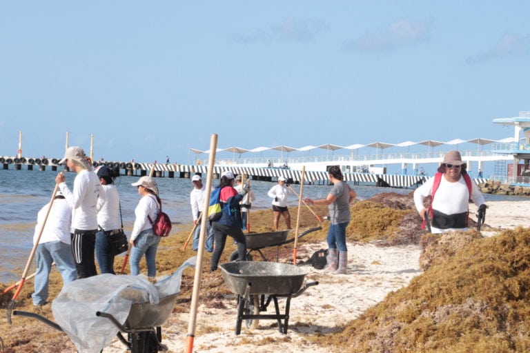 Investigan y limpian sargazo sustentablemente, ciudadanos playenses