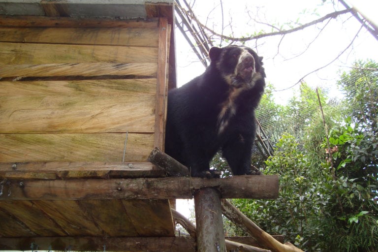 Hospital para fauna silvestre atiende a animales rescatados del tráfico ilegal