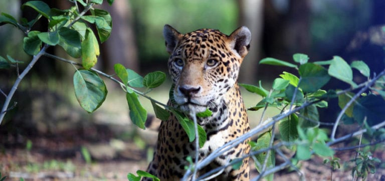 reservas de la Biosfera