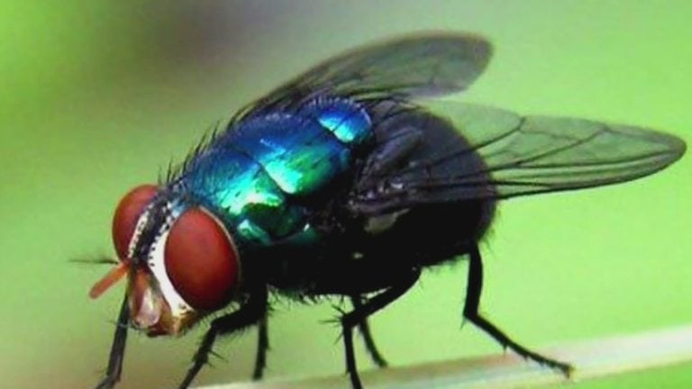 Mosca tira casi 600 mil fichas de dominó y frustra récord mundial