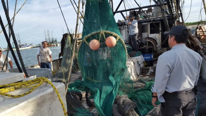 Cumplen barcos camaroneros en protección de tortugas marinas