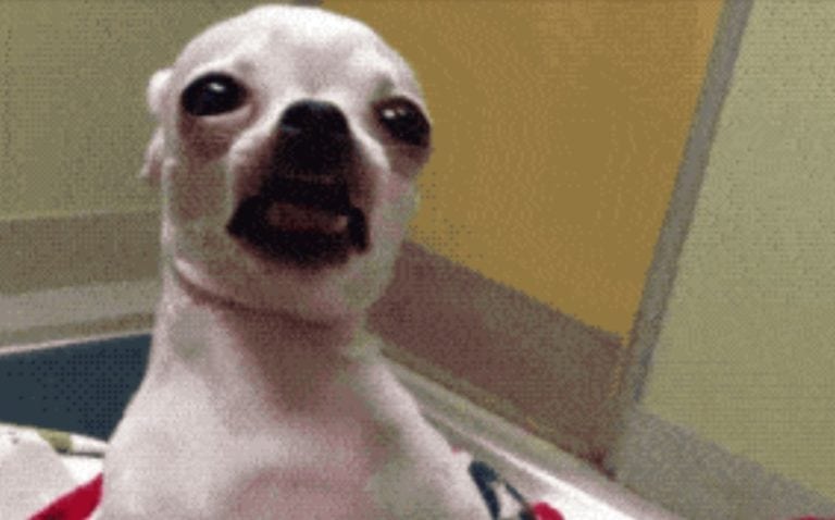 Perrita consume drogas por accidente y se vuelve viral