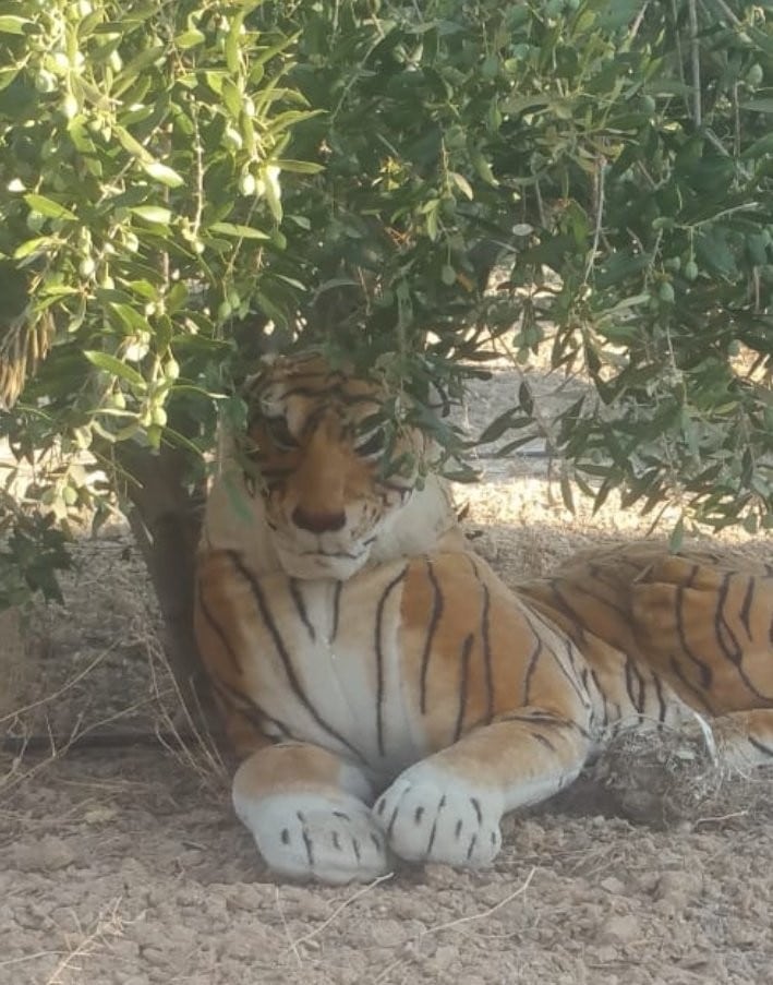 Peluche casi mata de un infarto a vecino de la Avenida Lorca