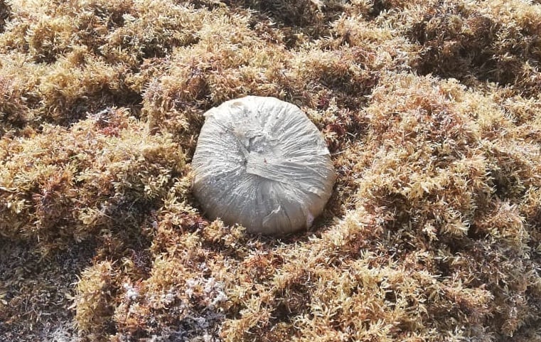 Recala paquete con marihuana en Solidaridad