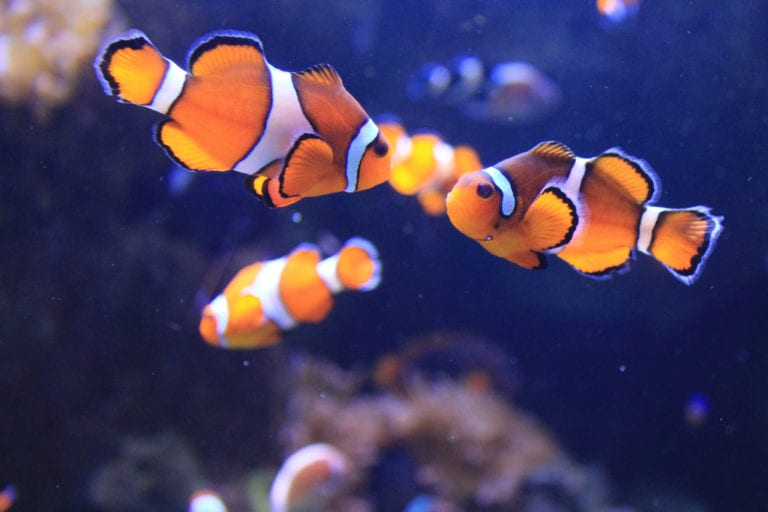 Todo lo que no sabías del pez payaso