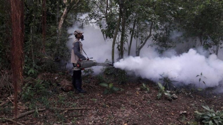 Lluvias en Cozumel han causado presencia masiva de moscos