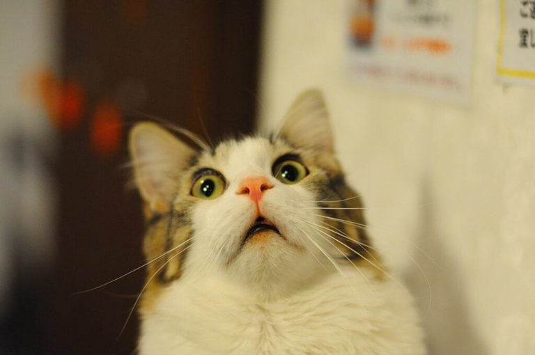 PETA propone eliminar el lenguaje “ofensivo” hacia los animales