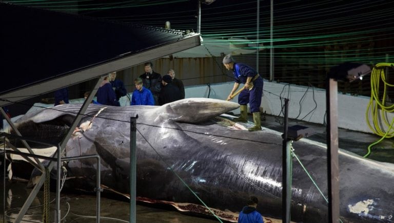 Kristjan Loftsson, el hombre que mata ballenas por placer