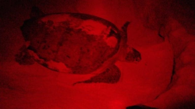 A la baja la anidación de tortugas en Akumal