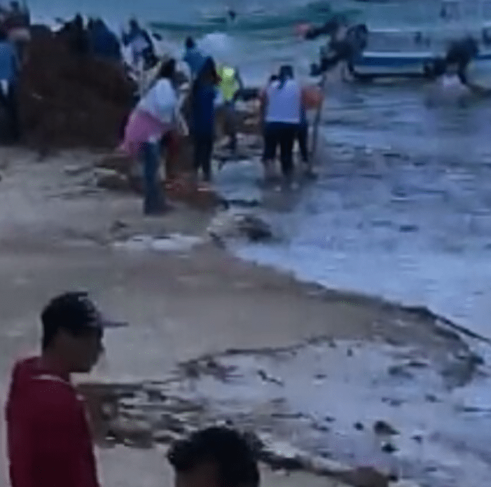 Regresan el sargazo al mar en Puerto Morelos