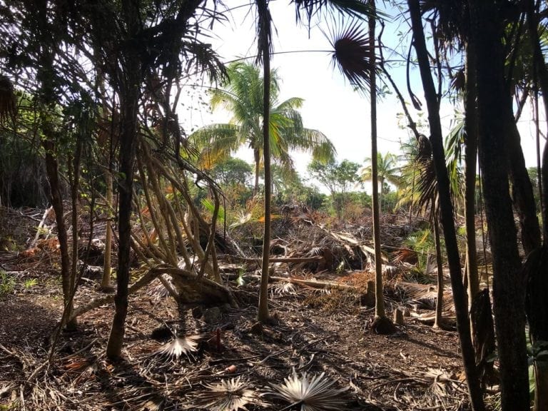 Devastan predio en Maroma; fauna huye de las motosierras