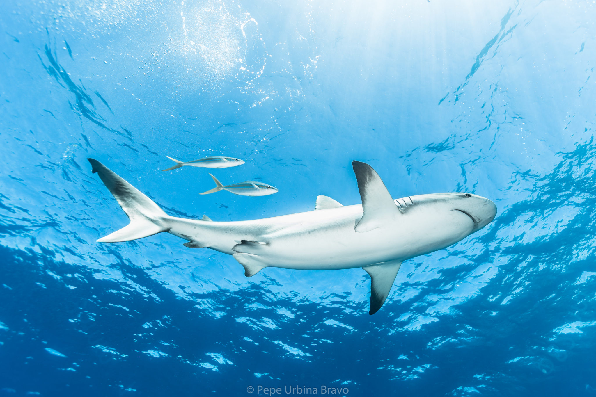 Reparan cámara hiperbárica en Isla Mujeres a cambio de liberar tiburoncitos