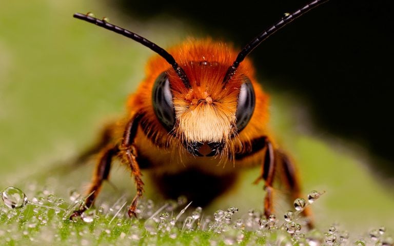 Multarán a quien mate a las abejas en Guanajuato