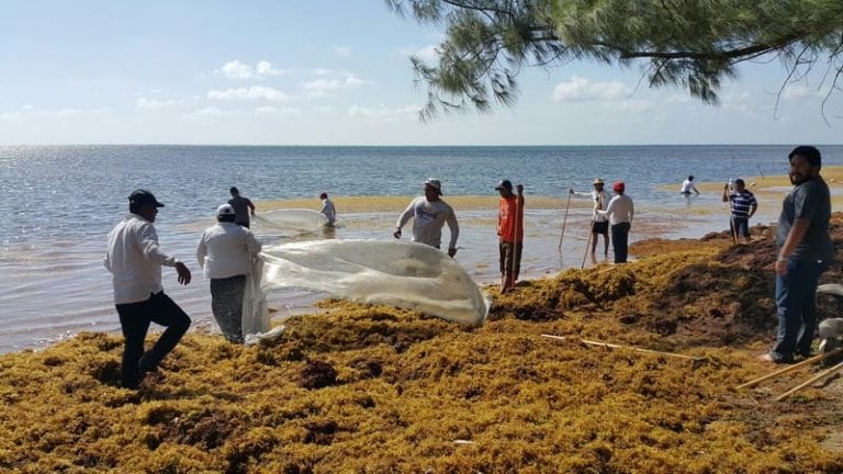 Unidos por Quintana Roo organizó jornadas de limpieza de sargazo en Playa del Carmen