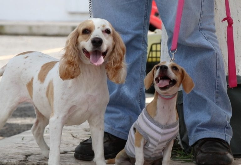 Mascotas de Cozumel reciben su vacuna antirrábica