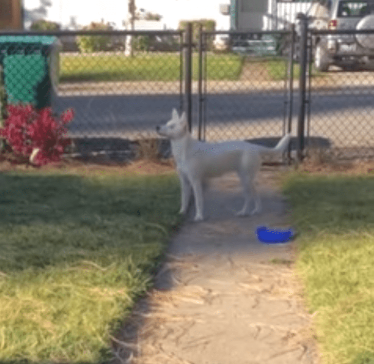 Así recibe perrita ciega y sorda a su “mejor amigo”: video