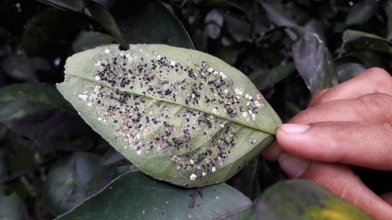 Combaten plaga de cítricos con hongos